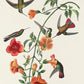 Mangrove Hummingbird from Birds of America Poster