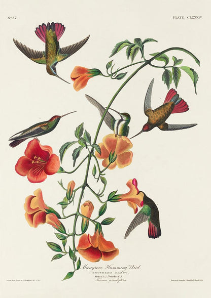 Mangrove Hummingbird from Birds of America Poster