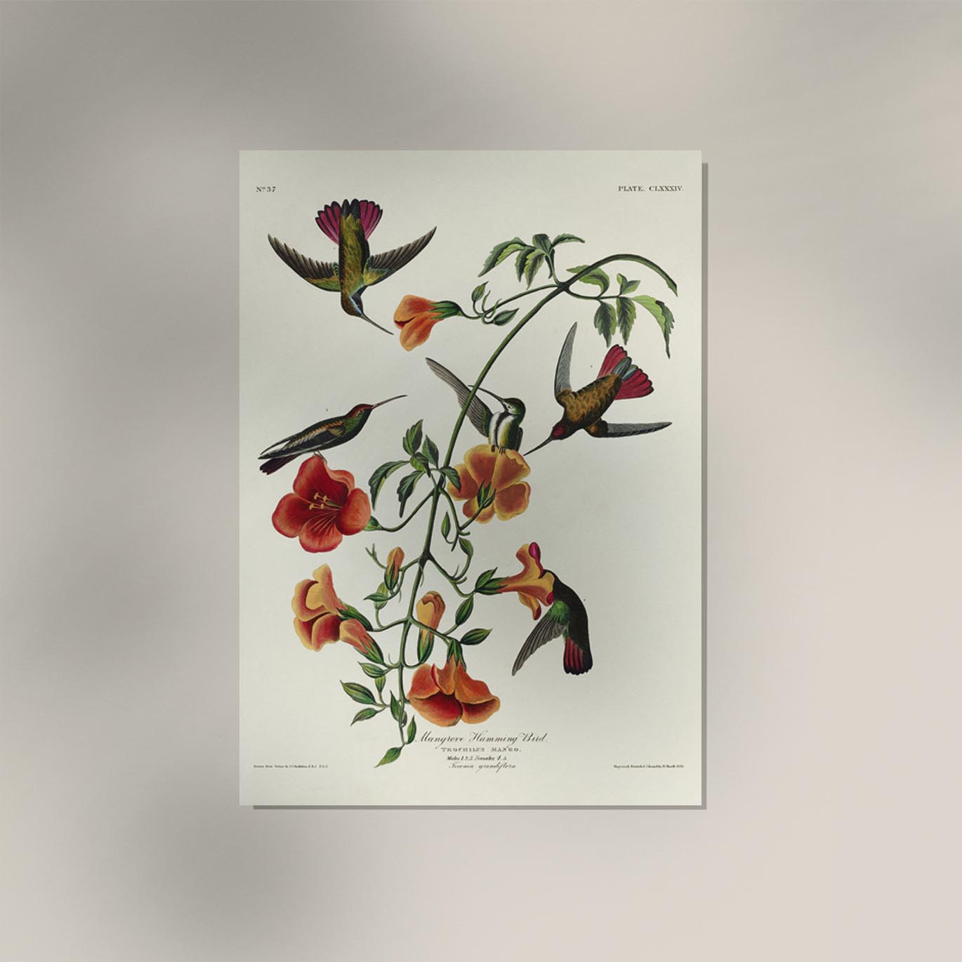 Mangrove Hummingbird from Birds of America Poster