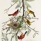 Orchan Criole from Birds of America Poster