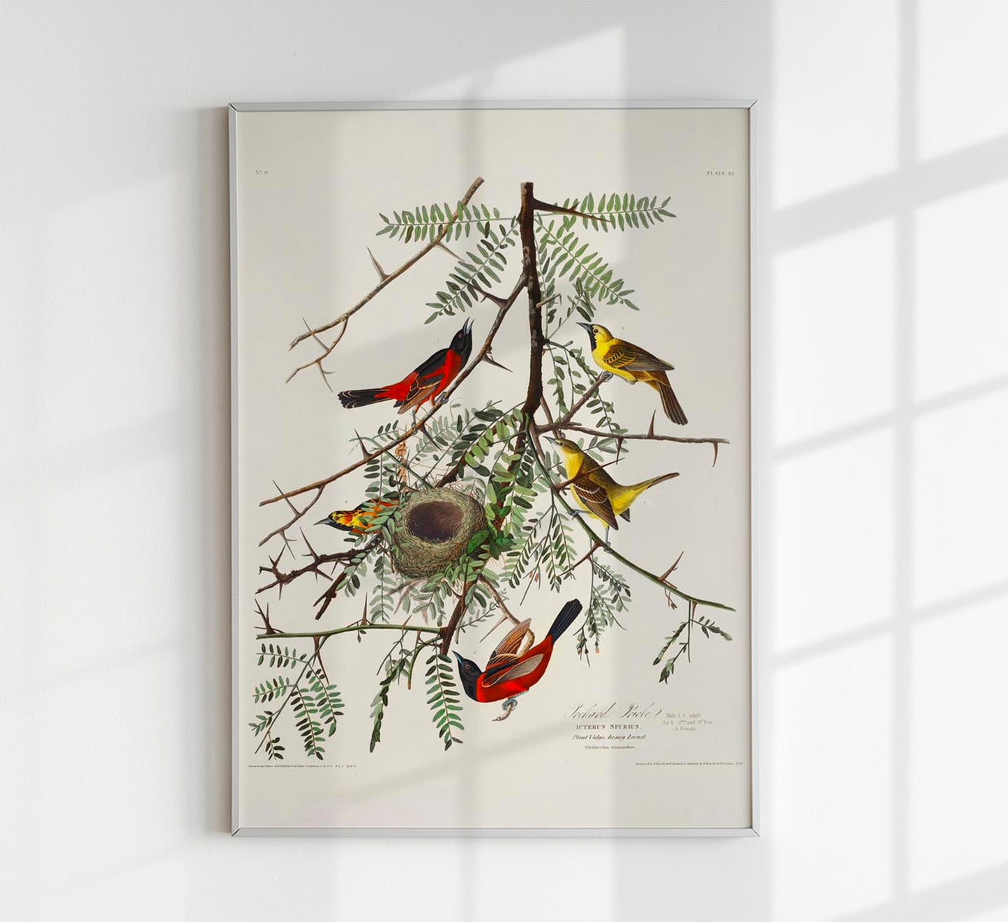 Orchan Criole from Birds of America Poster