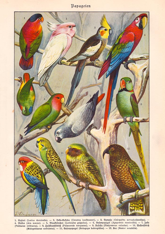 Papagaien Macaw and Parrot Vintage Poster