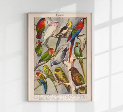 Papagaien Macaw and Parrot Vintage Poster