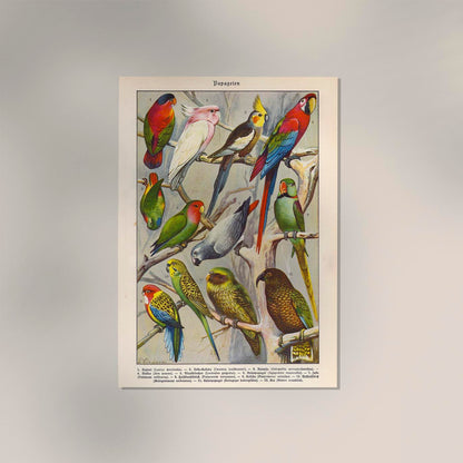 Papagaien Macaw and Parrot Vintage Poster