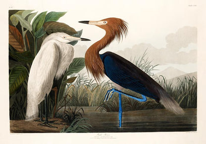 Purple Heron from Birds of America Poster