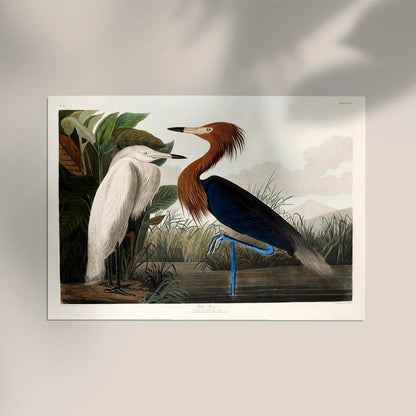 Purple Heron from Birds of America Poster