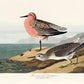 Red-breasted Sandpiper from Birds of America Poster