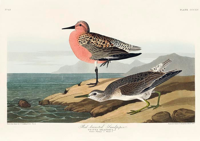 Red-breasted Sandpiper from Birds of America Poster