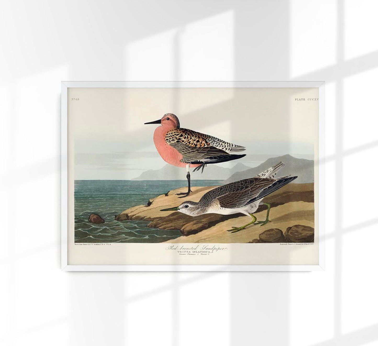 Red-breasted Sandpiper from Birds of America Poster