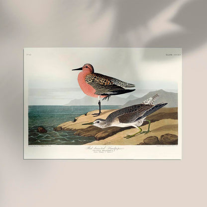 Red-breasted Sandpiper from Birds of America Poster