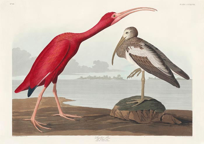 Scarlet Ibis from Birds of America Poster