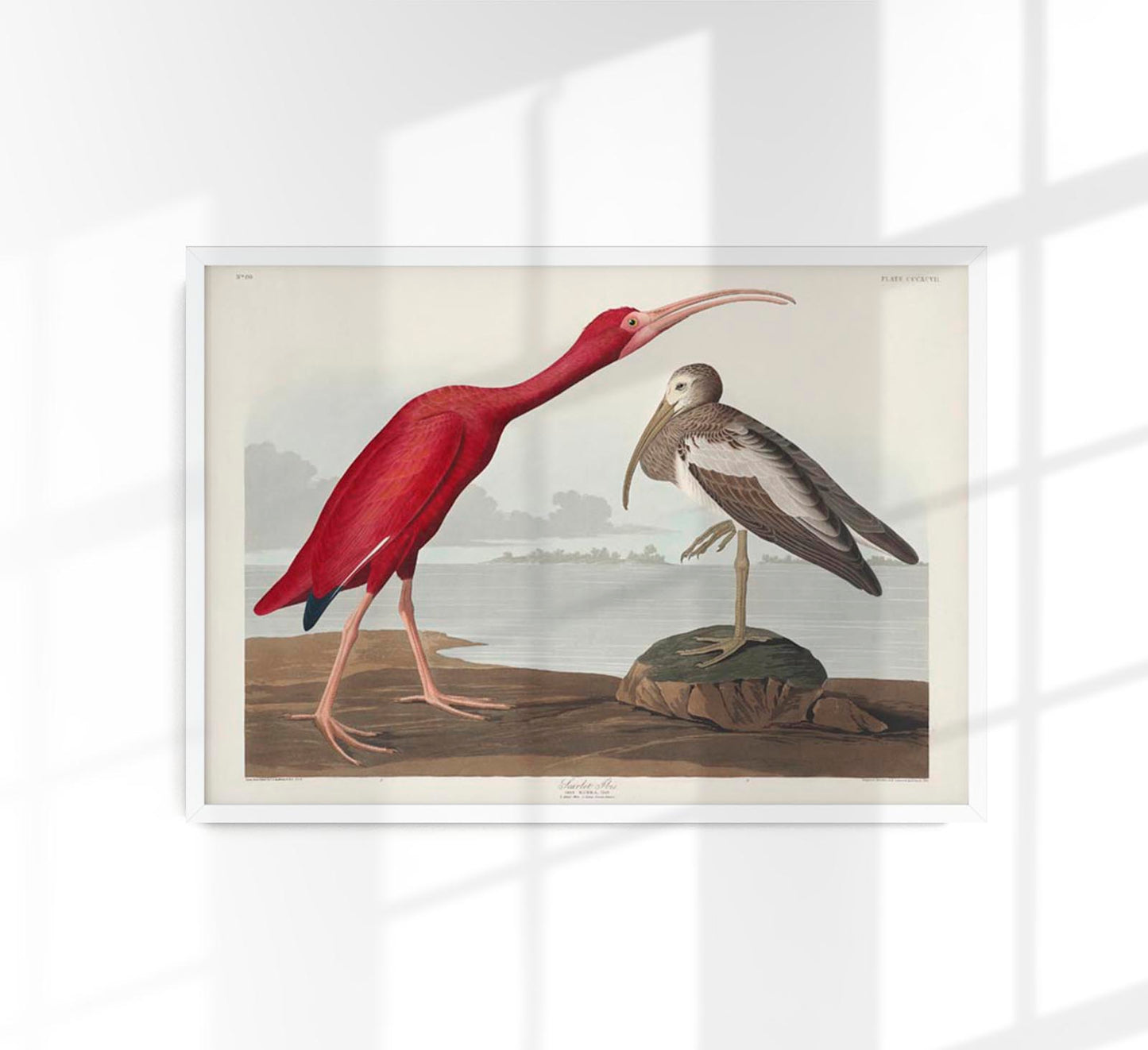 Scarlet Ibis from Birds of America Poster