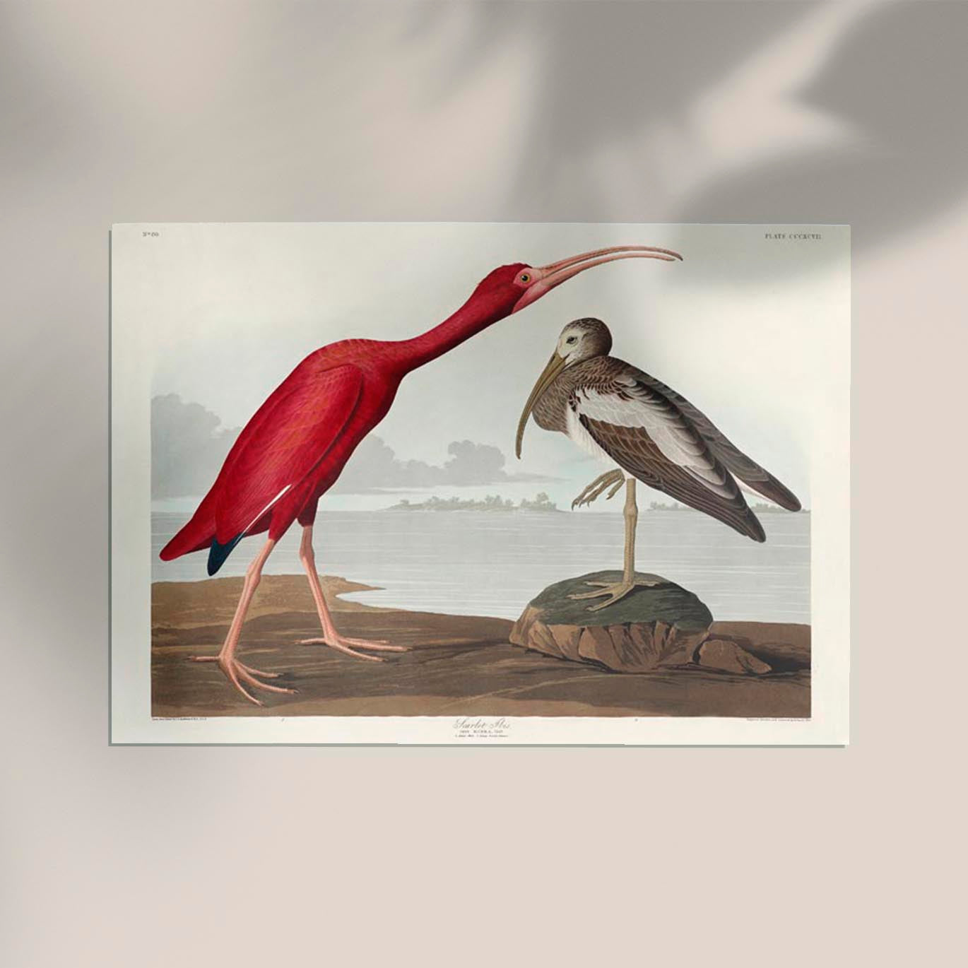 Scarlet Ibis from Birds of America Poster