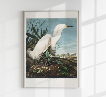 Snowy Heron from Birds of America Poster