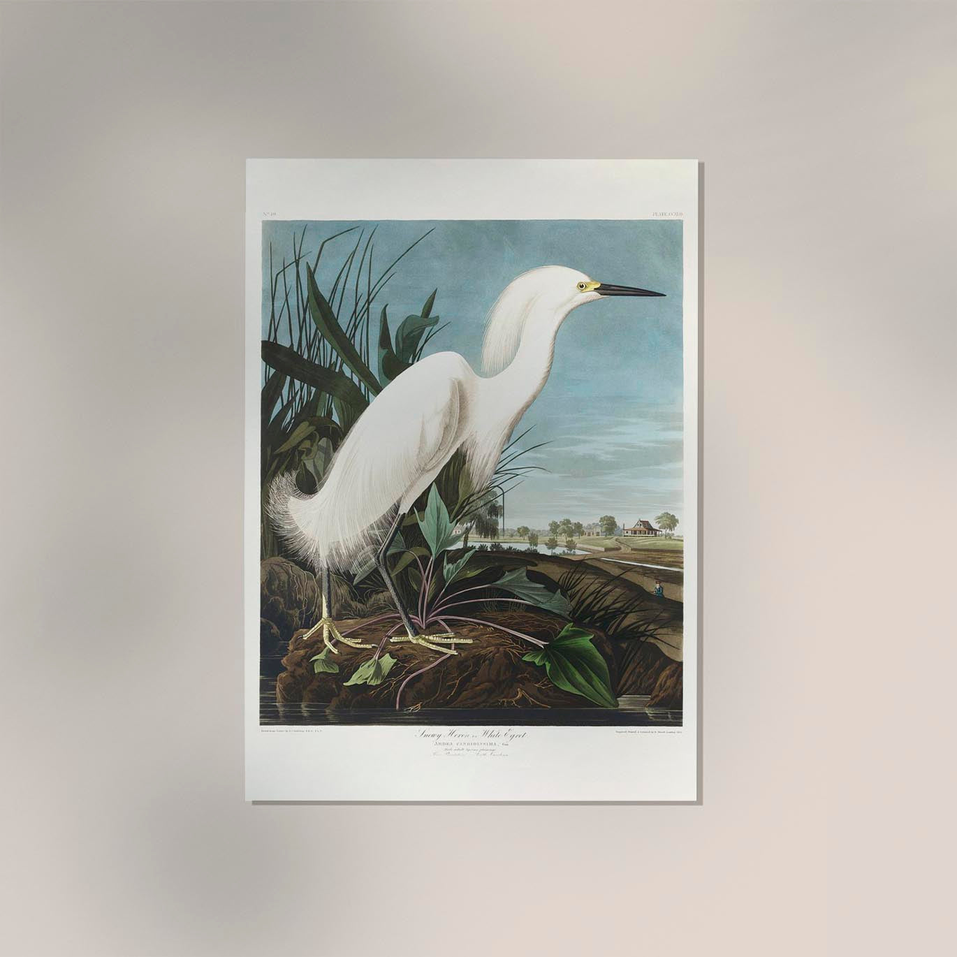 Snowy Heron from Birds of America Poster