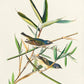 Solitary Flycatcher from Birds of America Poster