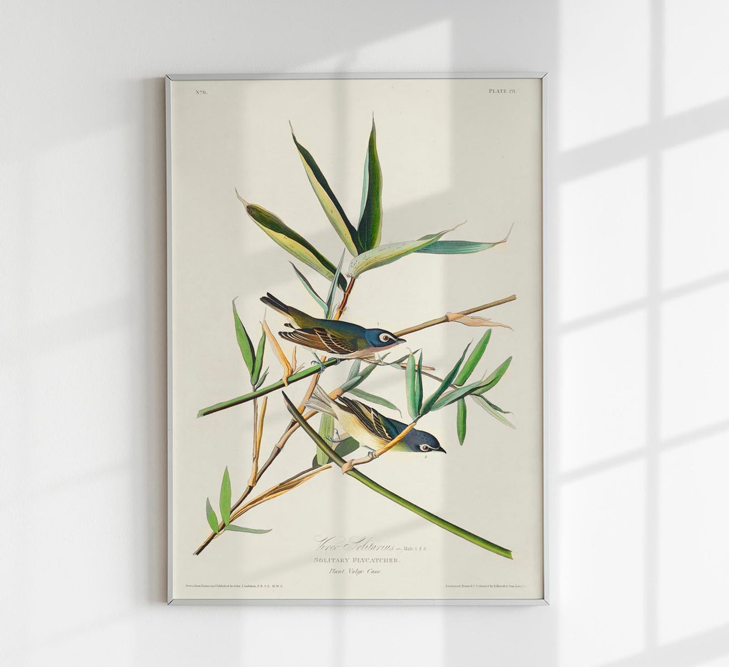 Solitary Flycatcher from Birds of America Poster