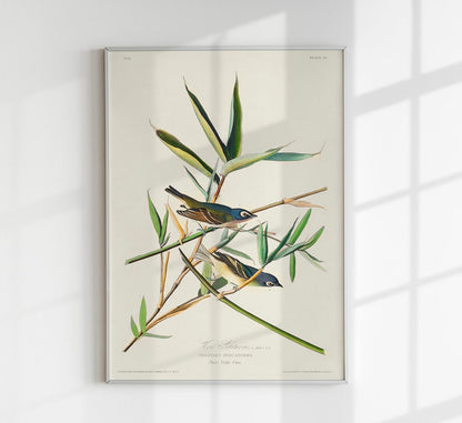 Solitary Flycatcher from Birds of America Poster