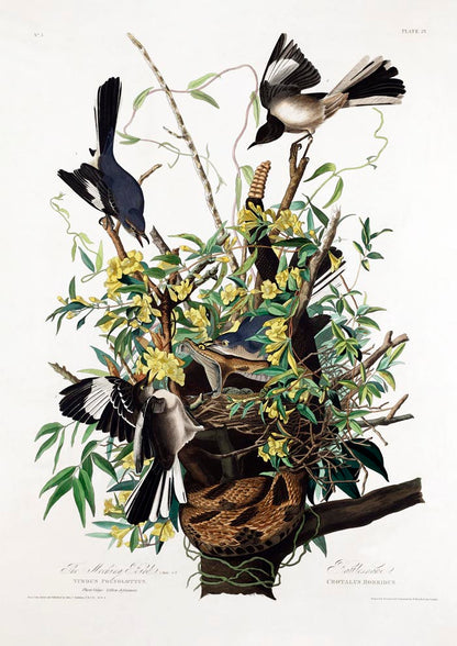 The Mocking Bird from Birds of America Poster