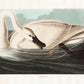 Trumpeter Swan from Birds of America Poster