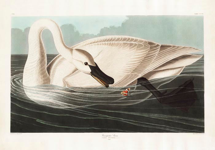 Trumpeter Swan from Birds of America Poster