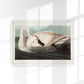 Trumpeter Swan from Birds of America Poster