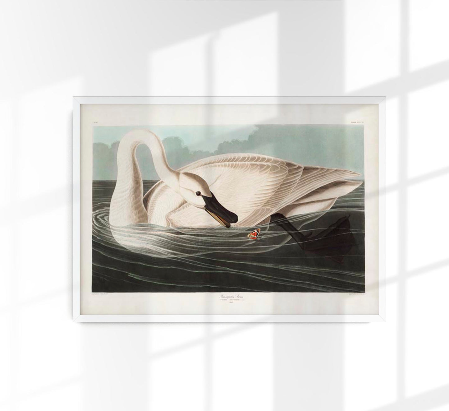 Trumpeter Swan from Birds of America Poster