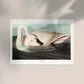 Trumpeter Swan from Birds of America Poster