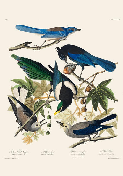 Yellow-Billed Magpie, Stellers Jay, Ultramarine Jay and Clark's Crow - Birds of America