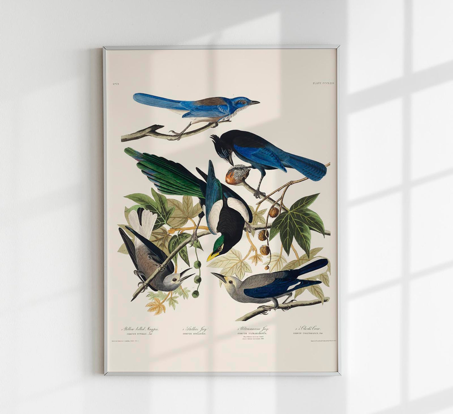 Yellow-Billed Magpie, Stellers Jay, Ultramarine Jay and Clark's Crow - Birds of America