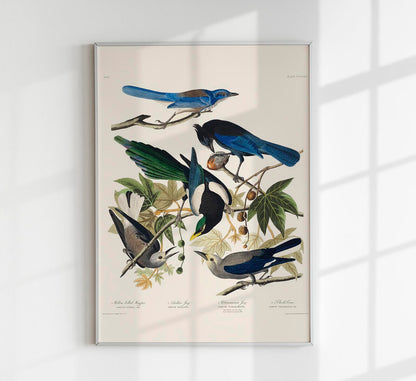 Yellow-Billed Magpie, Stellers Jay, Ultramarine Jay and Clark's Crow - Birds of America