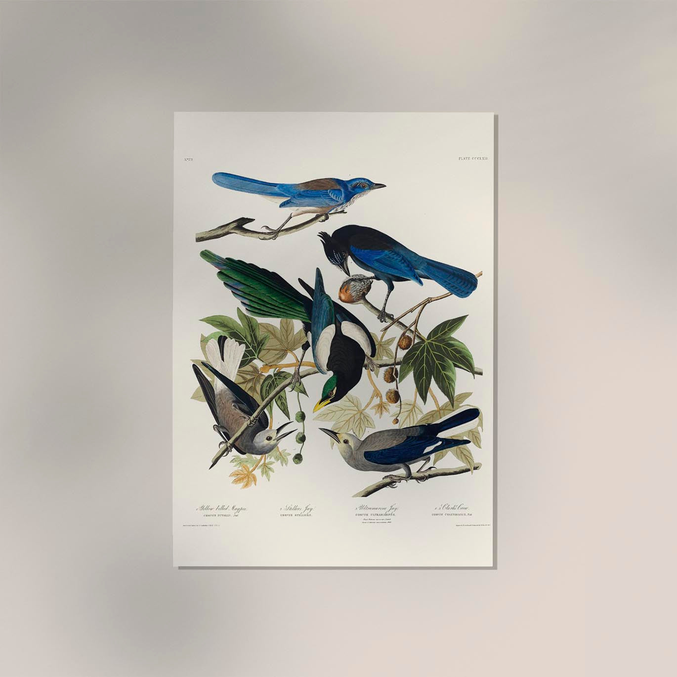 Yellow-Billed Magpie, Stellers Jay, Ultramarine Jay and Clark's Crow - Birds of America