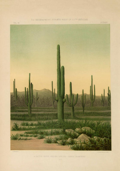 American Cactus Vintage Poster