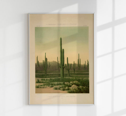American Cactus Vintage Poster