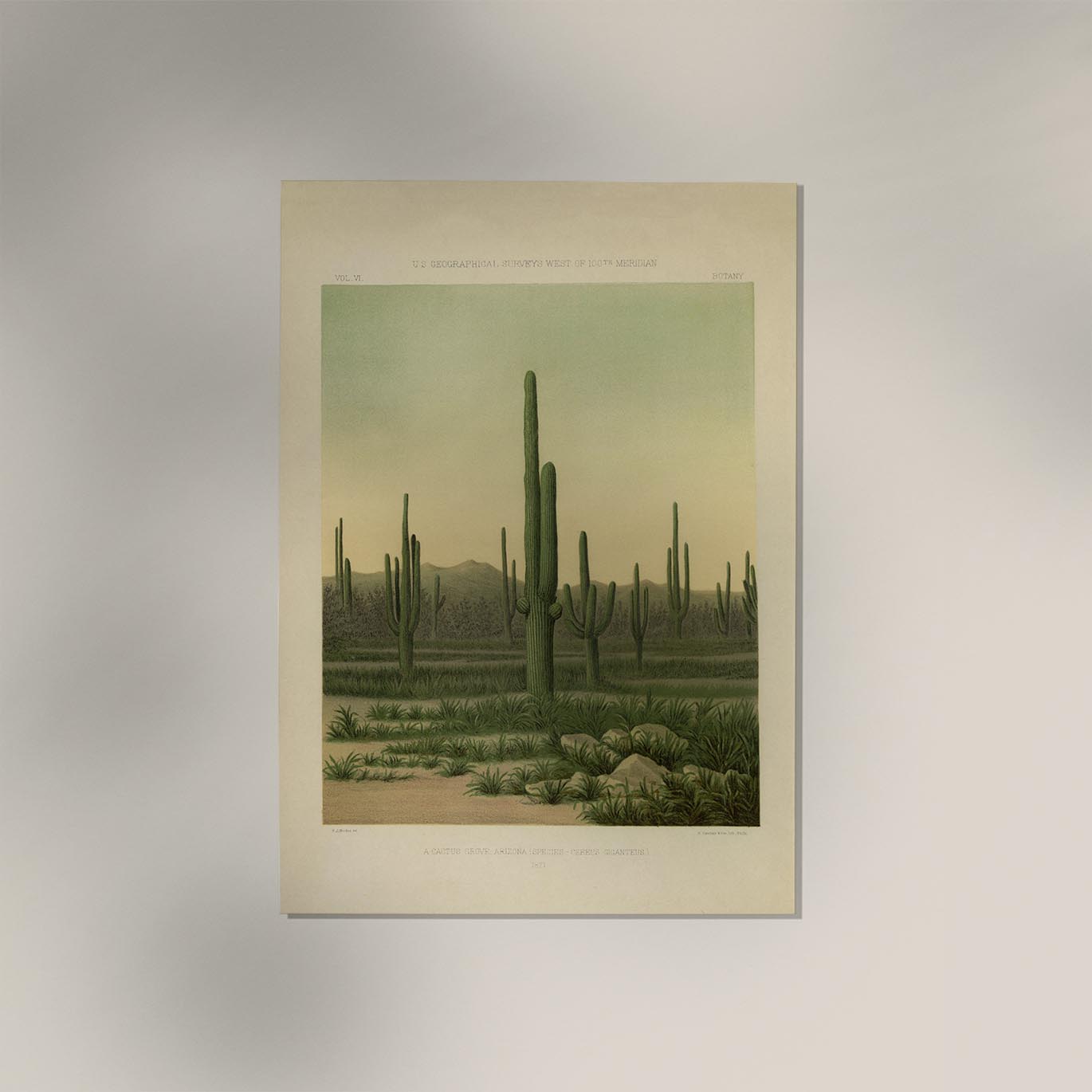 American Cactus Vintage Poster