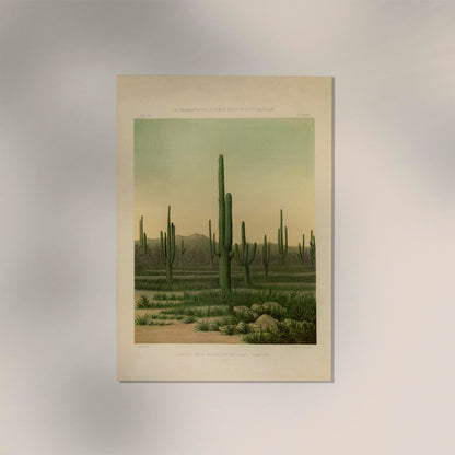 American Cactus Vintage Poster