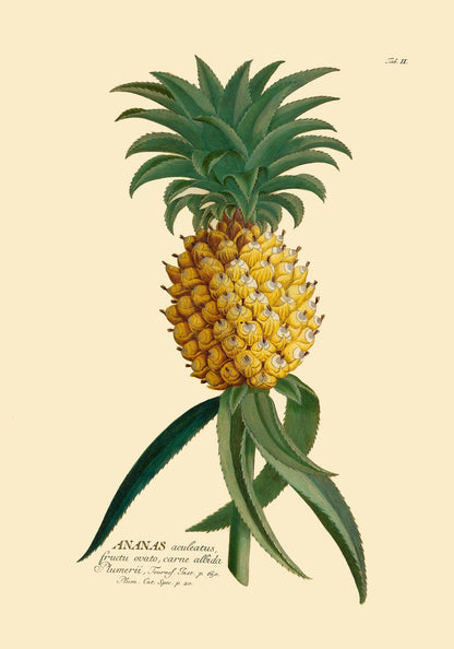 Ananas Art Poster