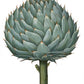 Artichoke White Poster