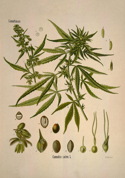 Cannabis Sativa School Chart