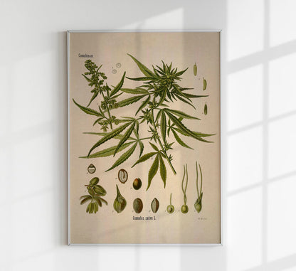 Cannabis Sativa School Chart