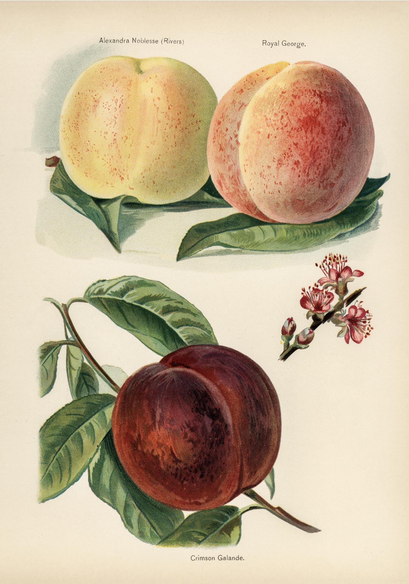 Crimson Galande Peaches Fruit Poster