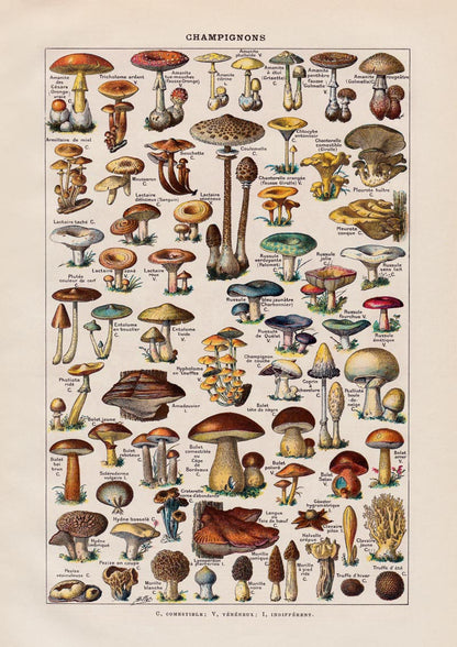 Vintage Champignon Chart by Adolphe Millot Poster