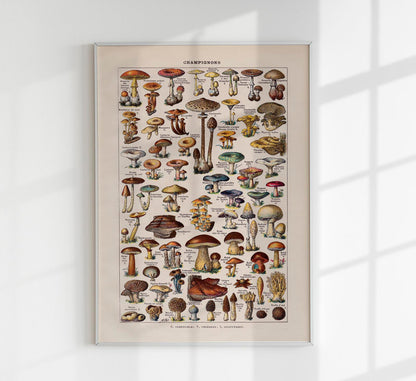 Vintage Champignon Chart by Adolphe Millot Poster