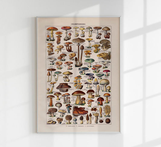 Vintage Champignon Chart by Adolphe Millot Poster