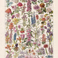 Fleur, the classic Vintage Flowers Chart by Adolphe Millot Poster