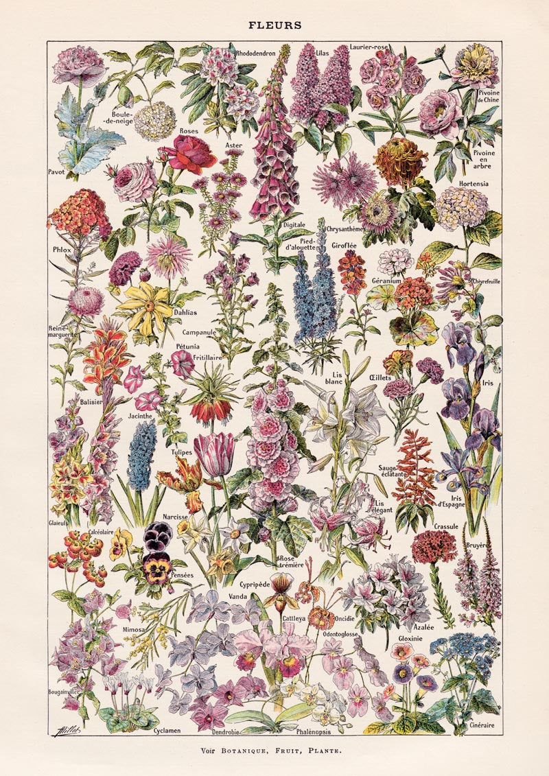 Fleur, the classic Vintage Flowers Chart by Adolphe Millot Poster