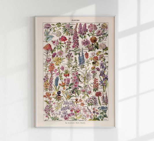 Fleur, the classic Vintage Flowers Chart by Adolphe Millot Poster