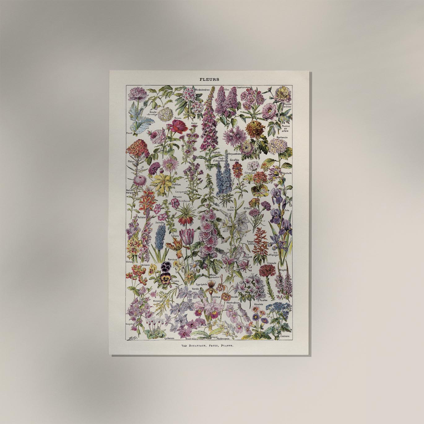 Fleur, the classic Vintage Flowers Chart by Adolphe Millot Poster