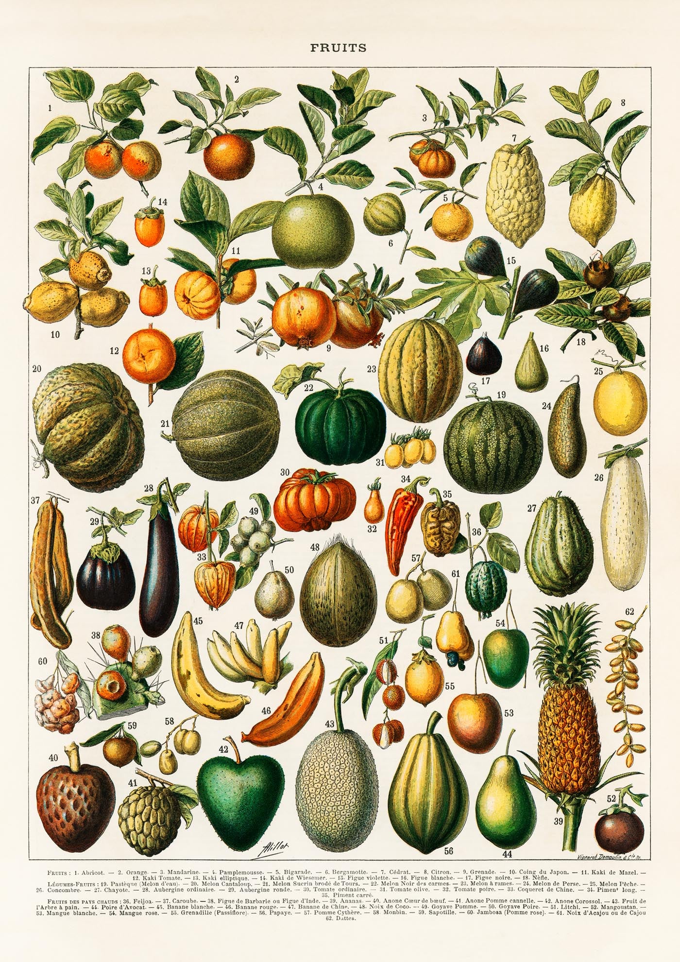 Fruits And Legumes Antique Chart by Adolphe Millot Poster