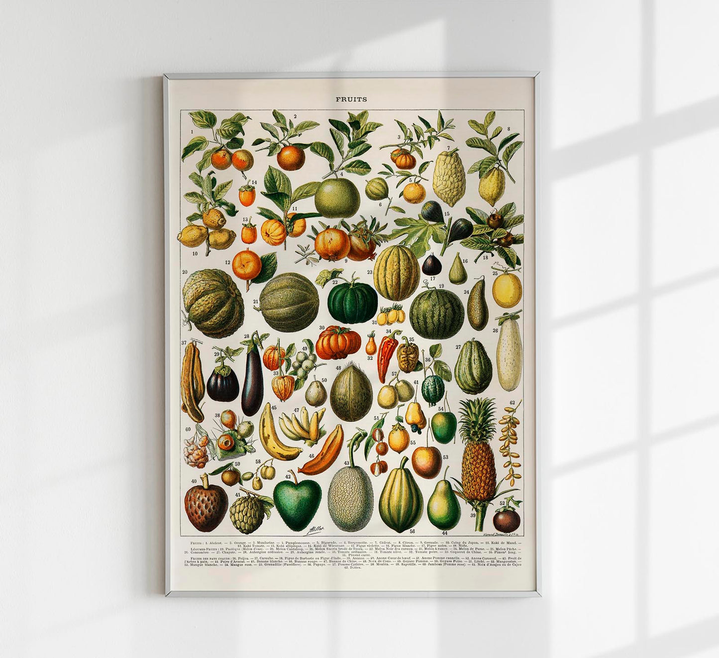 Fruits And Legumes Antique Chart by Adolphe Millot Poster